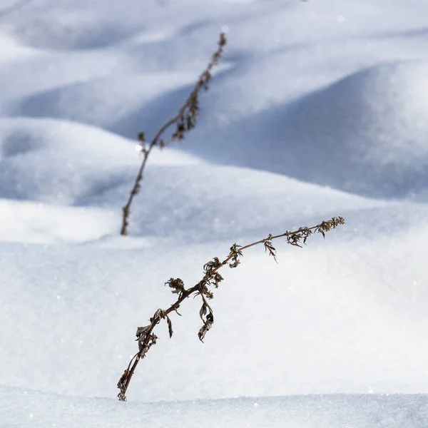 Besneeuwde Landschap Winterseizoen — Stockfoto
