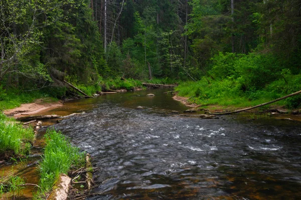 Yeşil ormandaki nehir