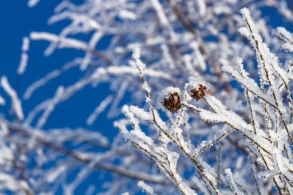 Kış manzarası kırağı kaplı ağaçlar