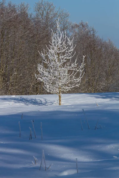 Paysage Hivernal Avec Arbres Enneigés — Photo