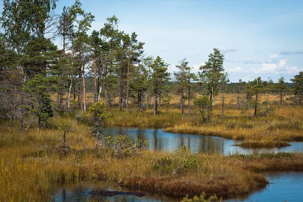 Beautiful Landscape River Coast — Stock Photo, Image