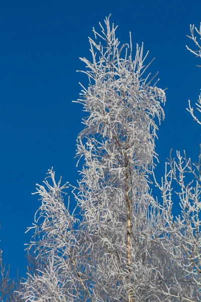 Winter Natuurlijk Landschap Met Takken Berken Bedekt Met Witte Pluizige — Stockfoto