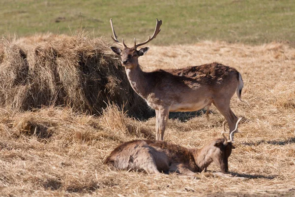 Wild Deers Meadow Daytime — Stock Photo, Image