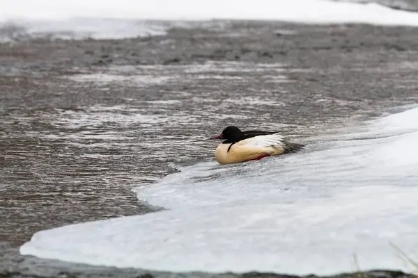 Kış Nehrinde Buzdaki Kuş — Stok fotoğraf