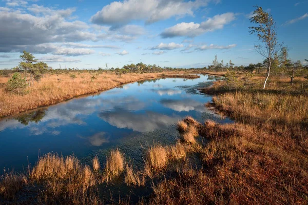 Güneşli bir günde bataklık çayır manzarası