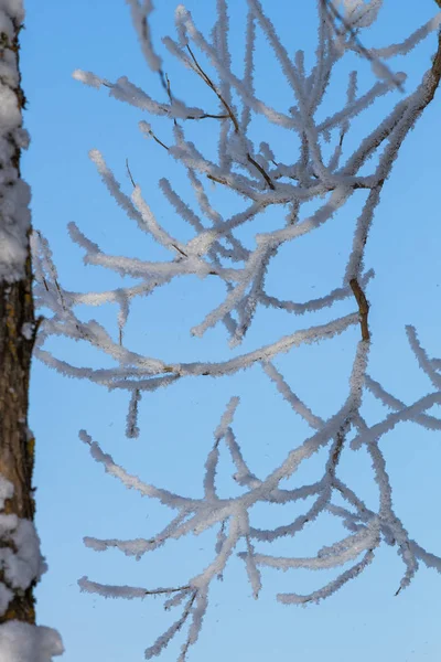 Matte Bomen Blauwe Lucht — Stockfoto