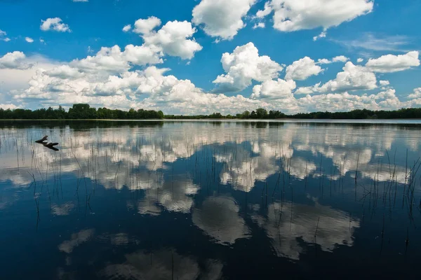 Gündüz vakti kıyıda orman olan güzel bir göl.