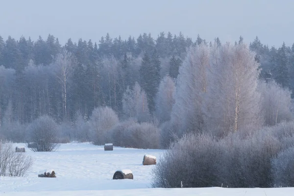 Paisagem Inverno Com Árvores Floresta — Fotografia de Stock