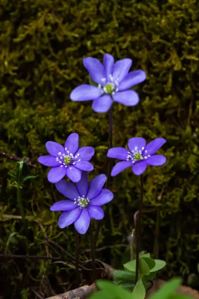 Lila Blumen Auf Der Grünen Wiese — Stockfoto