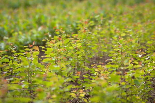 Green seedlings of trees in greenhouse