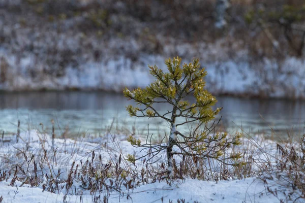 Bela Paisagem Norte Temporada Inverno — Fotografia de Stock