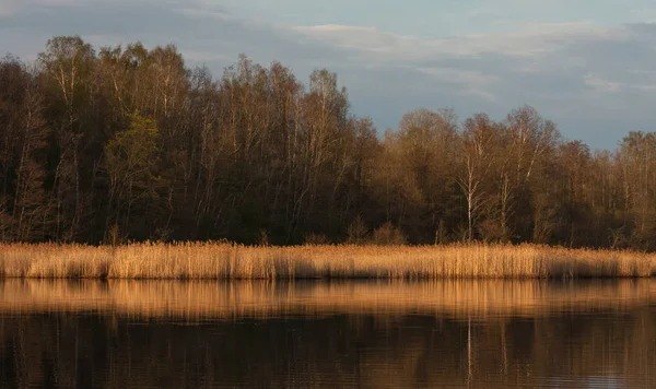 Paysage Rivière Côte Avec Forêt — Photo