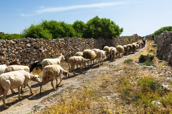 Schafherde Auf Der Insel Malta — Stockfoto