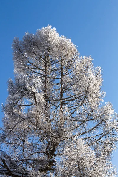 Weidenbaum Blauen Himmel — Stockfoto