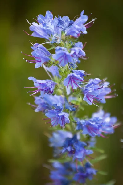 Purple Flowers Green Field — Stock Photo, Image