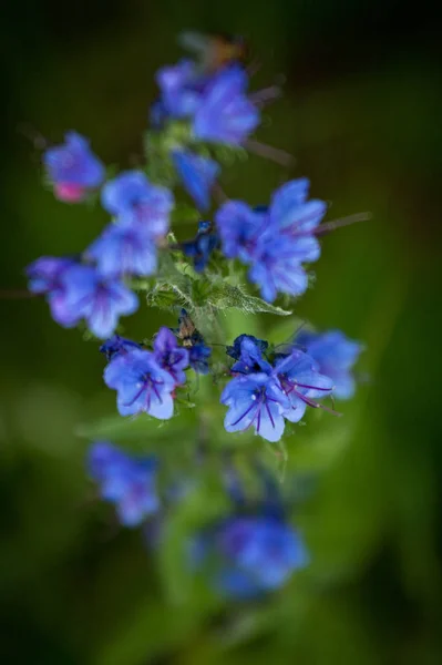 Lila Blumen Auf Grünem Hintergrund — Stockfoto