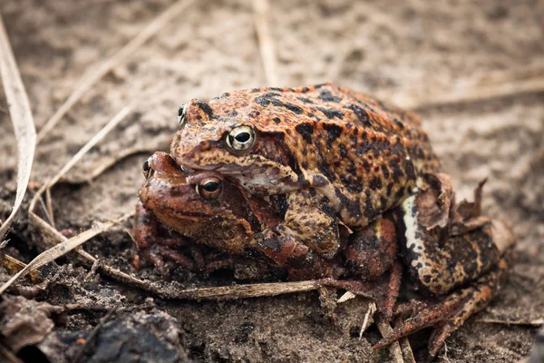 Frogs Ground Winter Forest — Stock Photo, Image