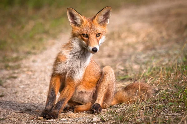 Ormanda kızıl tilki