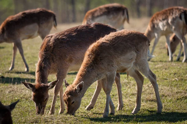 野鹿在草原上放牧 — 图库照片