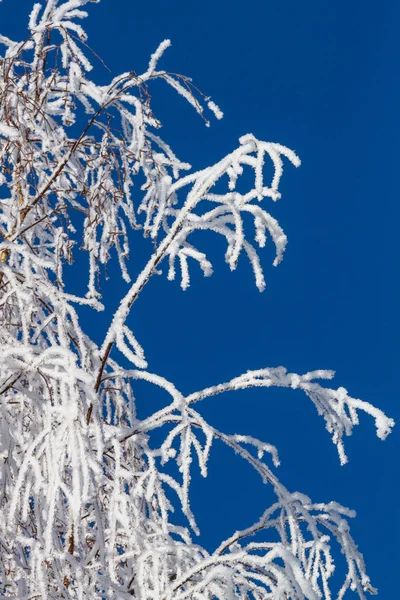 Winterachtergrond Met Besneeuwde Takken — Stockfoto