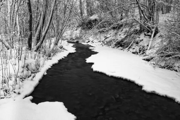 Kış Doğasında Donmuş — Stok fotoğraf