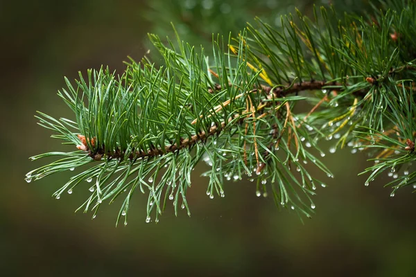 yeşil çam ağacı dalları