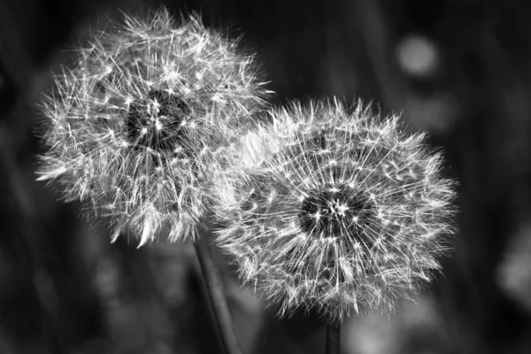 Maskros Blommor Mörk Bakgrund — Stockfoto