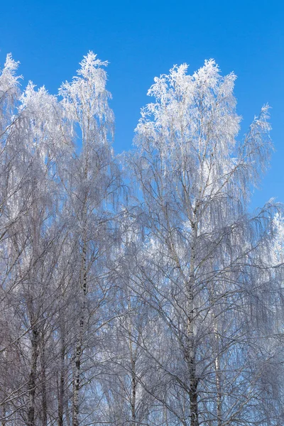 Lange Bomen Winterdag — Stockfoto