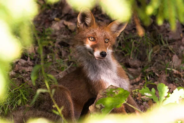 Güneşli ormanda kızıl tilki