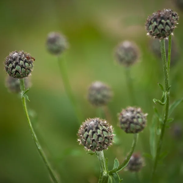 Virágnövény Zöld Mezőn — Stock Fotó