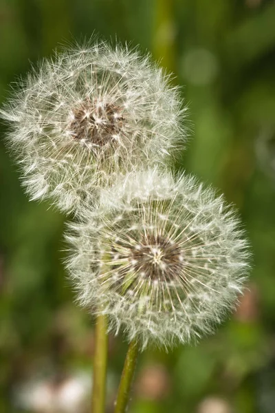 Vita Maskros Blommor Fält — Stockfoto