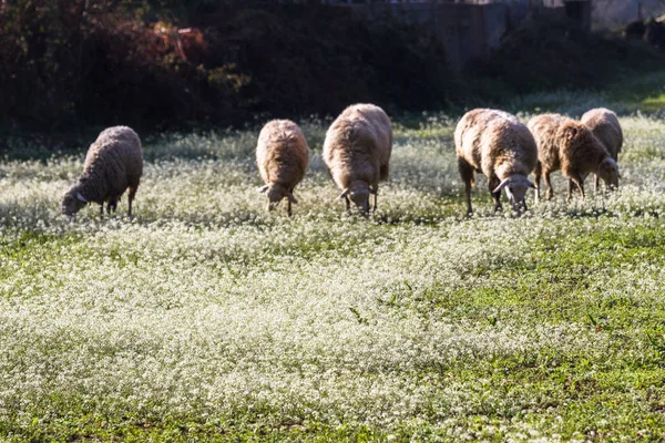 Schafe Weiden Auf Blumenwiese — Stockfoto