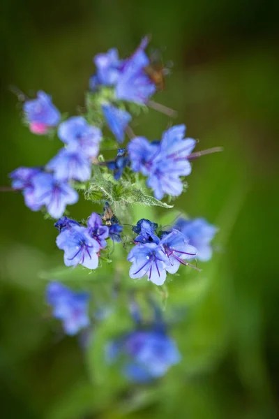 Violette Blüten Grünen Feld — Stockfoto