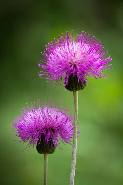 Purple Flowers Green Background — Stock Photo, Image