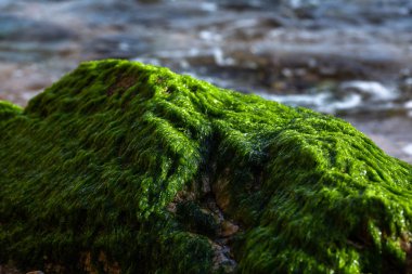 Deniz kıyısındaki taşlarda yeşil yosun
