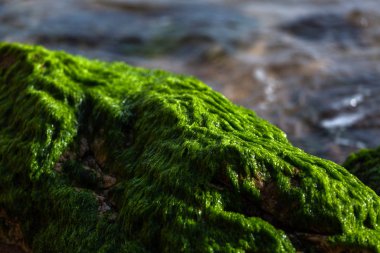 Deniz kıyısındaki taşlarda yeşil yosun