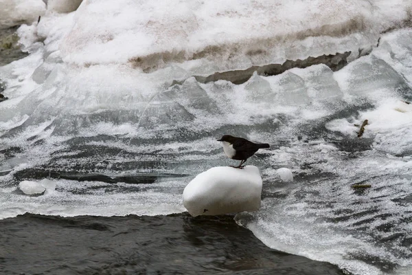 Vogel Ijs Besneeuwde Rivier — Stockfoto