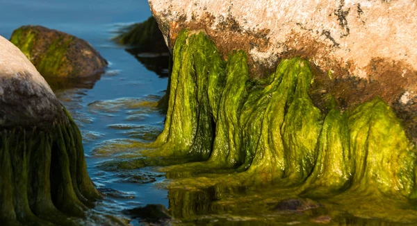 Costa Del Mar Con Piedras Musgo Verde —  Fotos de Stock