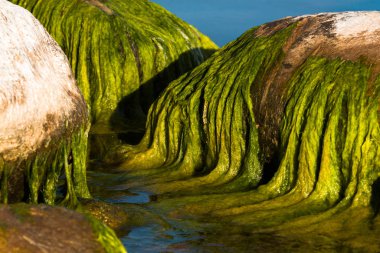 Taşlı ve yeşil yosunlu deniz kıyısı