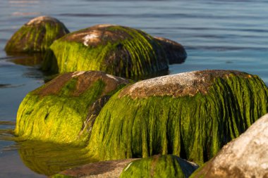 Taş deniz kıyısında gündüz vakti