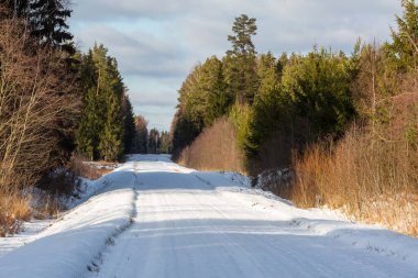 Kuzey ormanında karlı bir yol