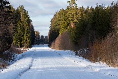 Kuzey ormanında karlı bir yol