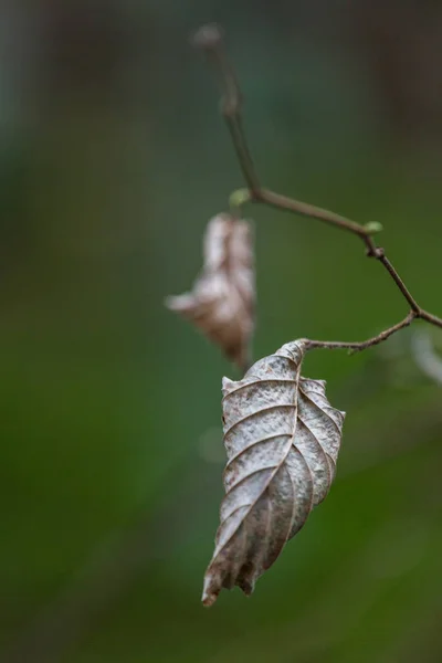 Ast Mit Trockenen Blättern Auf Grünem Hintergrund — Stockfoto