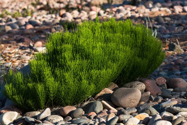 Green Grass Stones Sunny Day — Stok Foto