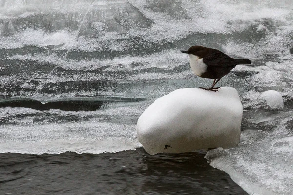 Vogel Ijs Besneeuwde Rivier — Stockfoto