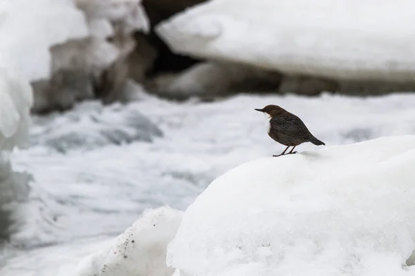 Vogel Auf Eis Auf Verschneitem Fluss — Stockfoto