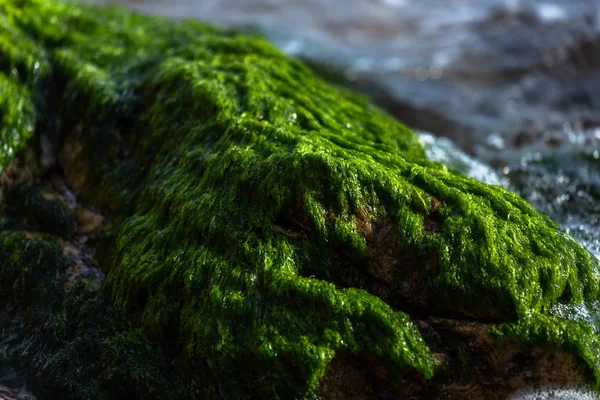 Green moss on stones on sea coast