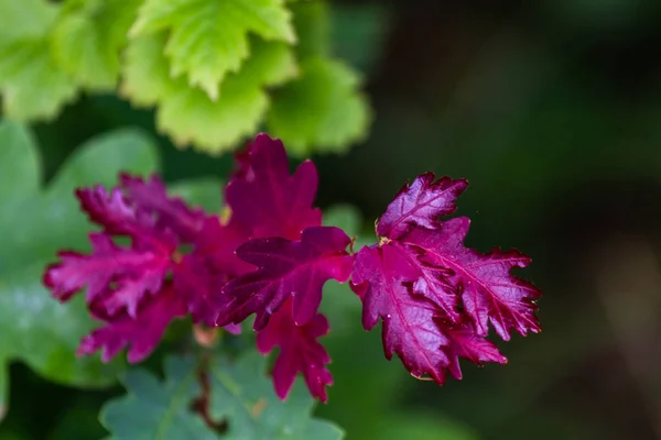 Lagerstroemia Indica Roślina Pięknymi Kwiatami — Zdjęcie stockowe