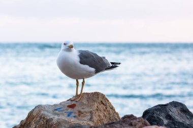 Seagull sitting on stone near sea