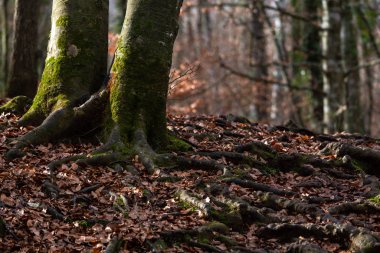 Vahşi ormanda düşen yapraklar